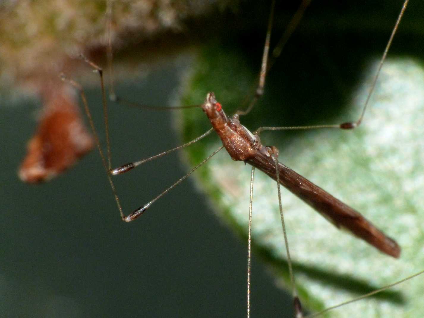 Apoplymus pectoralis su tela di Agelena labyrinthica